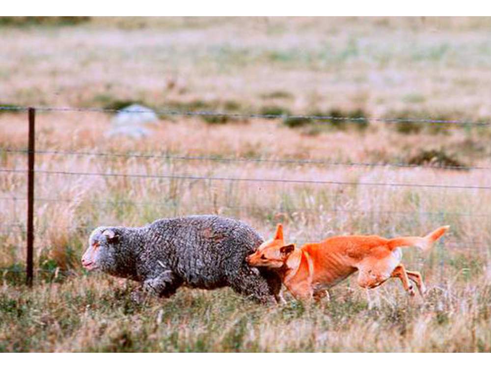 Dingo attacking sheep
