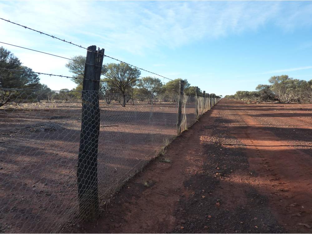 MRVC Old Fence