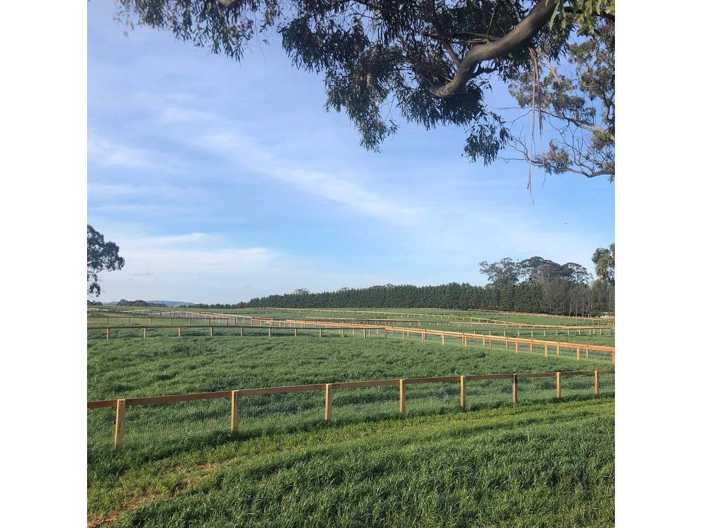 Southern Wire Horse Fence Thenford 2 NSW