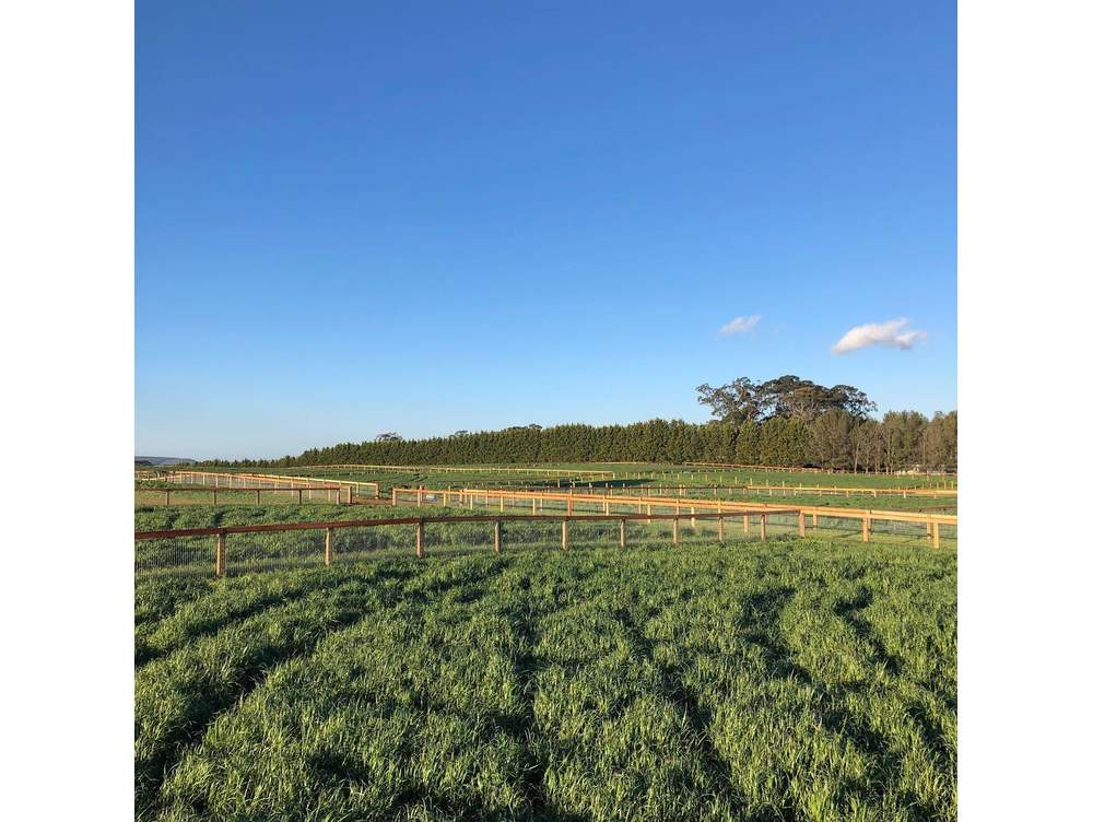 Southern Wire Horse Fence Thenford NSW