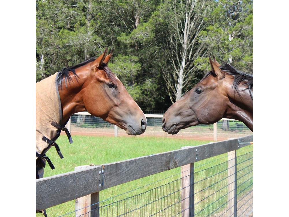 Southern Wire Horse Fence Thenford 8 NSW