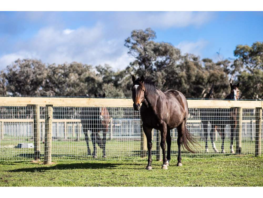 Southern Wire Horse Fence Laceby Lodge