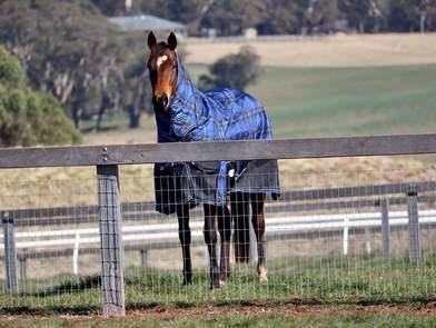 Southern Wire Horse Fence Thenford 7 NSW