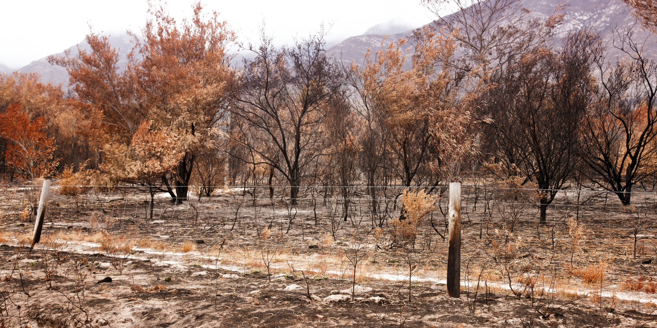 Web header bush fire blog