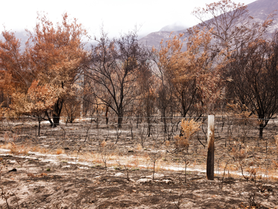 Web header bush fire blog