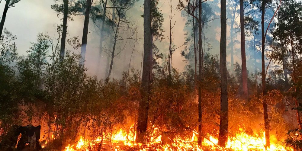 Web header bush fire